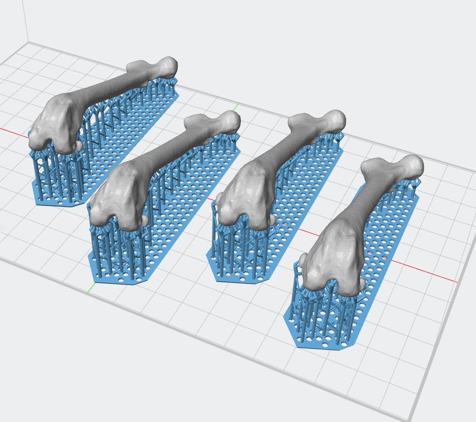 3D printed femur bone models on print bed
